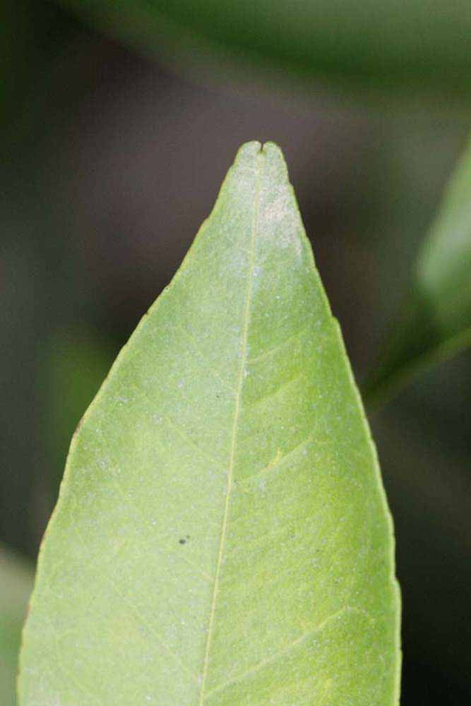              Margin (Riverside, CA)       